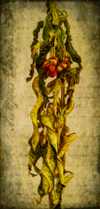Behind the Shot: Asclepias Botanical Print