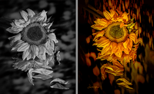 One Flower, Two Endings: The Story Behind Feel the Heat and Sunflower’s Reflections