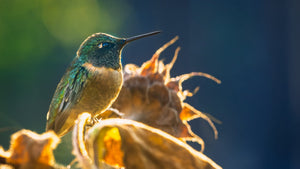 Texas Fall Photography: Taking Advantage of the Light for Better Photos
