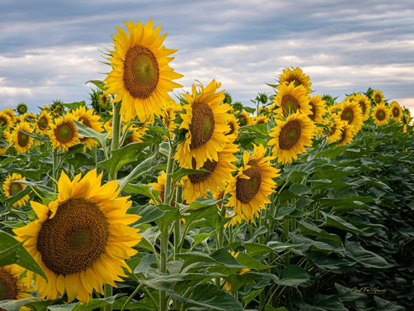 When You Love Flower Photography… But Your Photos Still Aren’t What You Hoped For