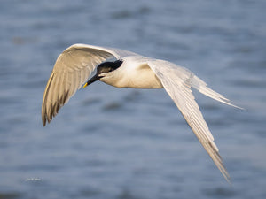 Shutter Speed Made Simple: Stop the Blur, Freeze the Moment