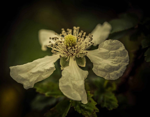 Wildflower Photography: Working With Available Light