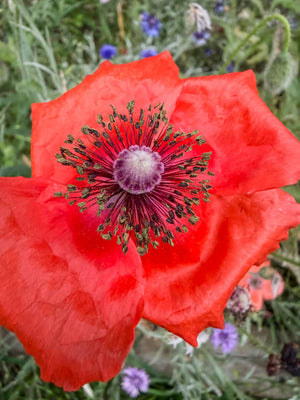 Easy Ways to Get Better Smartphone Photos