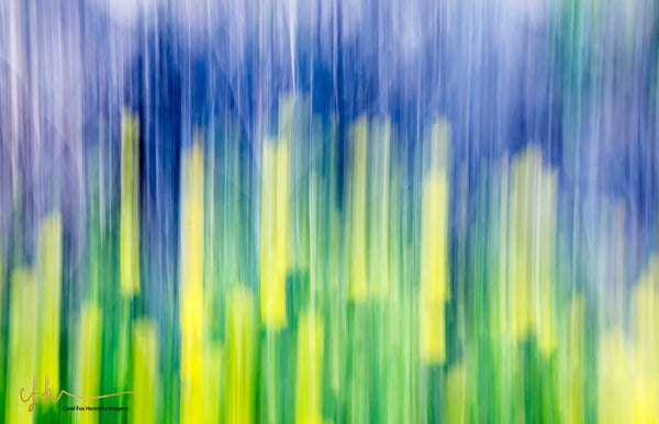 Panning for Wildflowers: A Photography Technique