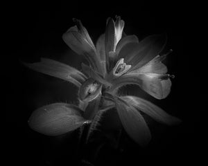 A Collector’s Guide to Buying Black & White Fine Art Prints