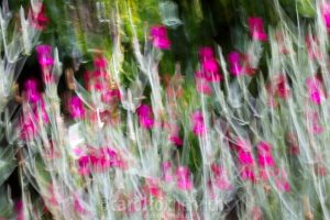 Flower Photography As Art: Pleasing Blurs