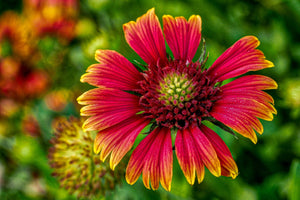 5 Common Mistakes That Keep Flower Images From Becoming Wall-Worthy Fine Art