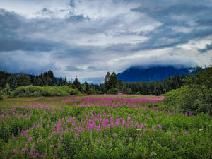 Soft Light, Strong Photos: How to Shoot in Fog, Mist, and Overcast Skies (with Your Phone)