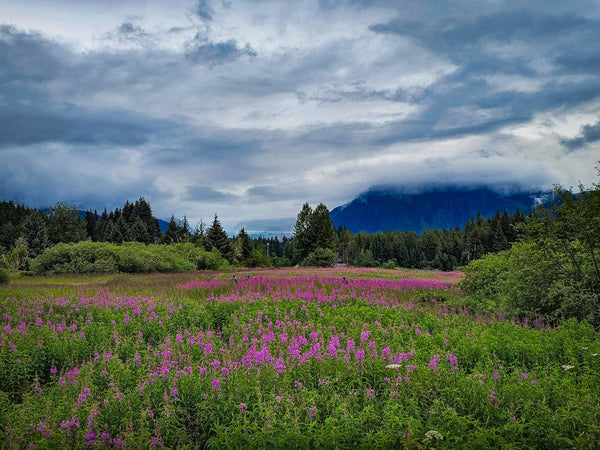 Soft Light, Strong Photos: How to Shoot in Fog, Mist, and Overcast Skies (with Your Phone)