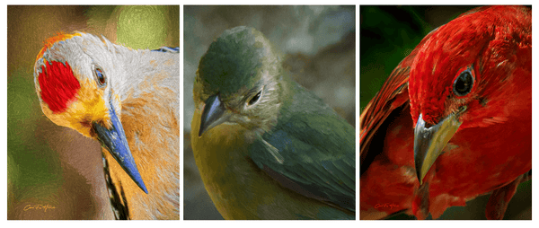 Why Collectors Love Series: How Sets of Photographs Create a Room With a Point of View