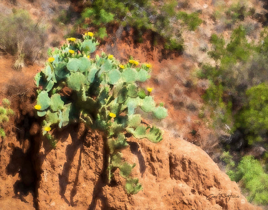 Prickly Pear Cascade — A prickly pear spills over the edge of a red earth outcrop, its paddles stacked and tumbling downward