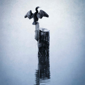 Cormorant Display by Carol Fox Henrichs