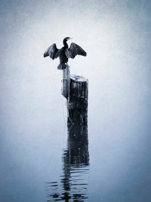 Cormorant Display — A lone cormorant stands atop a single piling in still, misty water, wings spread wide to dry in the cool air