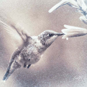 Hummer (Sepia) by Carol Fox Henrichs