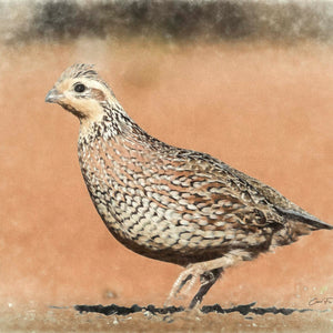 Step Lively — a bobwhite quail mid-stride, by Carol Fox Henrichs