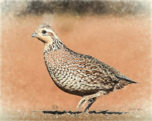 Step Lively — a bobwhite quail mid-stride, by Carol Fox Henrichs
