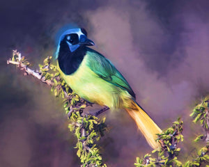 Sharp-Eyed Green Jay — A sharp-eyed Green Jay claims its leafy perch with plenty of flair
