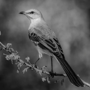 Wild in Monochrome: Elegant Mockingbird by Carol Fox Henrichs