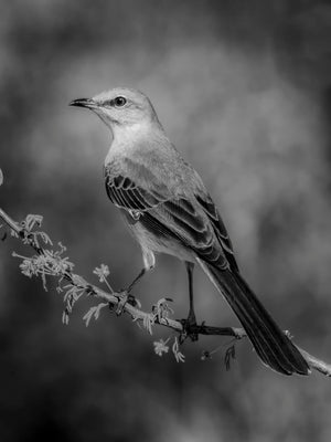 Wild in Monochrome: Elegant Mockingbird by Carol Fox Henrichs