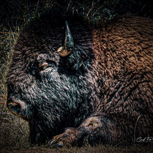 Battle Scarred Bison by Carol Fox Henrichs