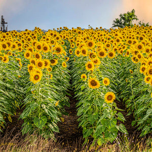 Sunflowers - Rows Upon Rows — rows of sunflowers leading to a windmill near Snook, Texas, by Carol Fox Henrichs