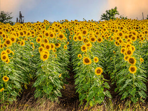 Sunflowers - Rows Upon Rows — rows of sunflowers leading to a windmill near Snook, Texas, by Carol Fox Henrichs