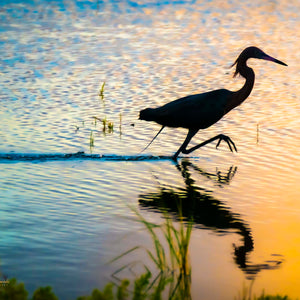 Sunrise Silhouette by Carol Fox Henrichs
