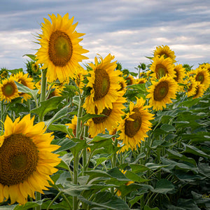 Bring on the Sun by Carol Fox Henrichs