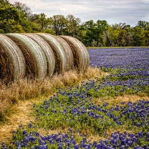 Bluebonnets and Bales — bluebonnets around hay bales in Waller, Texas, by Carol Fox Henrichs