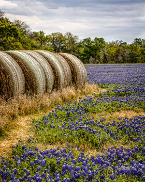 Bluebonnets and Bales — bluebonnets around hay bales in Waller, Texas, by Carol Fox Henrichs