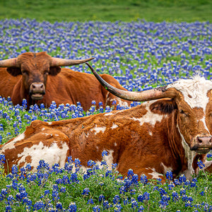 Longhorn Trio — three Texas longhorns in a field of bluebonnets, by Carol Fox Henrichs