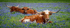 Longhorn Trio — three Texas longhorns in a field of bluebonnets, by Carol Fox Henrichs