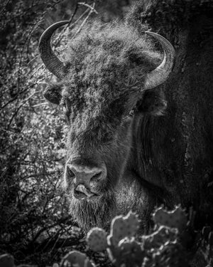 Wild in Monochrome: Wistful Bison by Carol Fox Henrichs