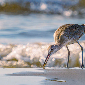 Crab for Breakfast by Carol Fox Henrichs