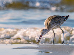 Crab for Breakfast by Carol Fox Henrichs
