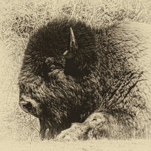Weary But Wary Bison by Carol Fox Henrichs