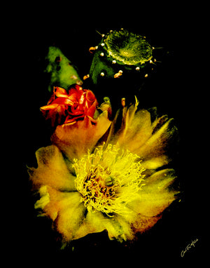 3 Stages of a Prickly Pear by Carol Fox Henrichs