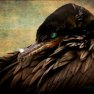 Beauty is in the Eye — cormorant portrait from Galveston, Texas, by Carol Fox Henrichs