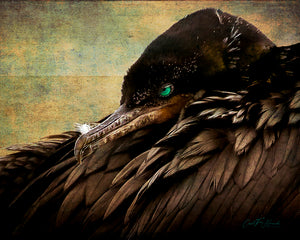 Beauty is in the Eye — cormorant portrait from Galveston, Texas, by Carol Fox Henrichs