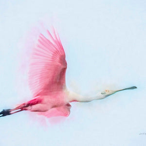 Roseate Spoonbill Flyby by Carol Fox Henrichs