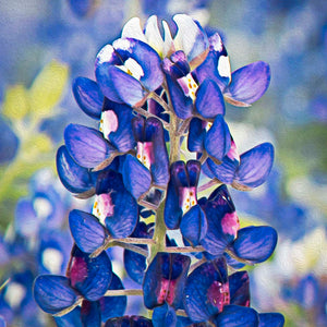 Bluebonnet Bokeh by Carol Fox Henrichs