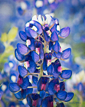 Bluebonnet Bokeh by Carol Fox Henrichs