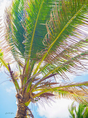 Wind-Tossed Palm by Carol Fox Henrichs