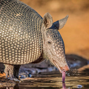 Armadillo's Water Break by Carol Fox Henrichs