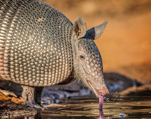 Armadillo's Water Break by Carol Fox Henrichs