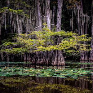 Entering Cypress Cathedral — cypress trees draped in Spanish moss at Caddo Lake, Texas, by Carol Fox Henrichs