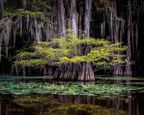 Entering Cypress Cathedral — cypress trees draped in Spanish moss at Caddo Lake, Texas, by Carol Fox Henrichs