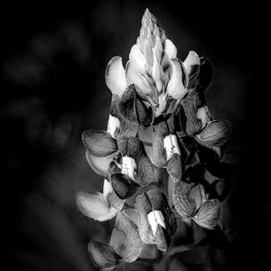 Wild in Monochrome: Bluebonnet Bloom by Carol Fox Henrichs