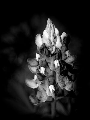 Wild in Monochrome: Bluebonnet Bloom by Carol Fox Henrichs