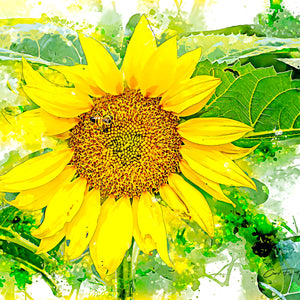 Sunflower Splash by Carol Fox Henrichs
